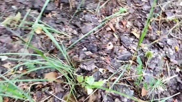 На разведку//Нашествие груздей // русские грузди //мохнатые грузди //