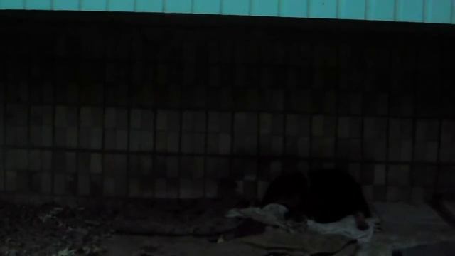 Как поживают бездомные собачки с лишаем смотреть онлайн