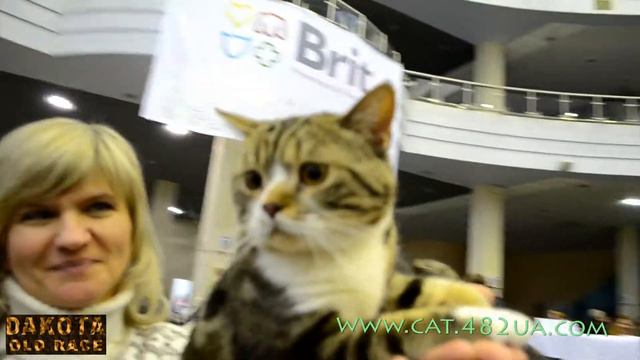 Выставка кошек, Харьков, 6 марта 2016 года, Радмир Экспохолл, Часть 3 смотреть онлайн