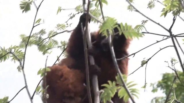 Рыжий вари - один из крупнейших лемуров Мадагаскара. смотреть онлайн