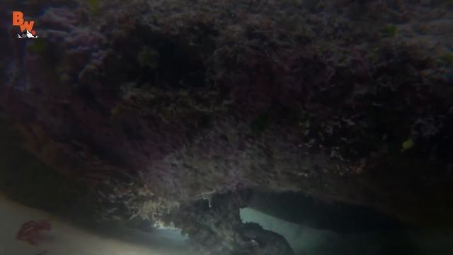 ПОЙМАЛИ ОСЬМИНОГА / ПУСТИТ ЧЕРНИЛА?! / УКУСИТ ЛИ?! / Койот Питерсон на русском смотреть онлайн