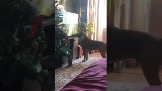 Стаффордширский терьер Гай и рыбки\ жизнь за стеклом ? смотреть онлайн