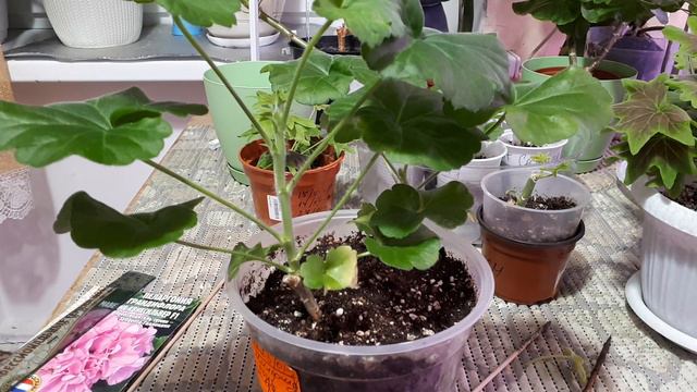 ОБЗОР моих Пеларгоний - февраль 2024г. 🌺Изменила уход🌺 РЕЗУЛЬТАТЫ обрезки , пересадки… января! смотреть онлайн