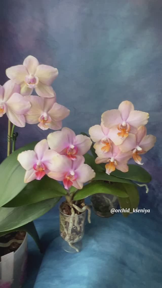 Legato | Chanella | Amadoro | Голландские орхидеи: Амадоро, Шанелла и Легато ? смотреть онлайн