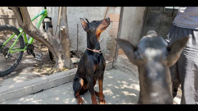 DOBERMAN EUROPEO: ¿el futuro de la raza? (Trailer) смотреть онлайн