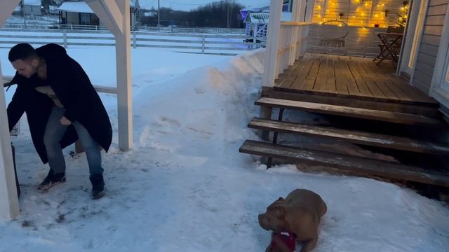 Как правильно и не в ущерб воспитанию играть с собакой? смотреть онлайн