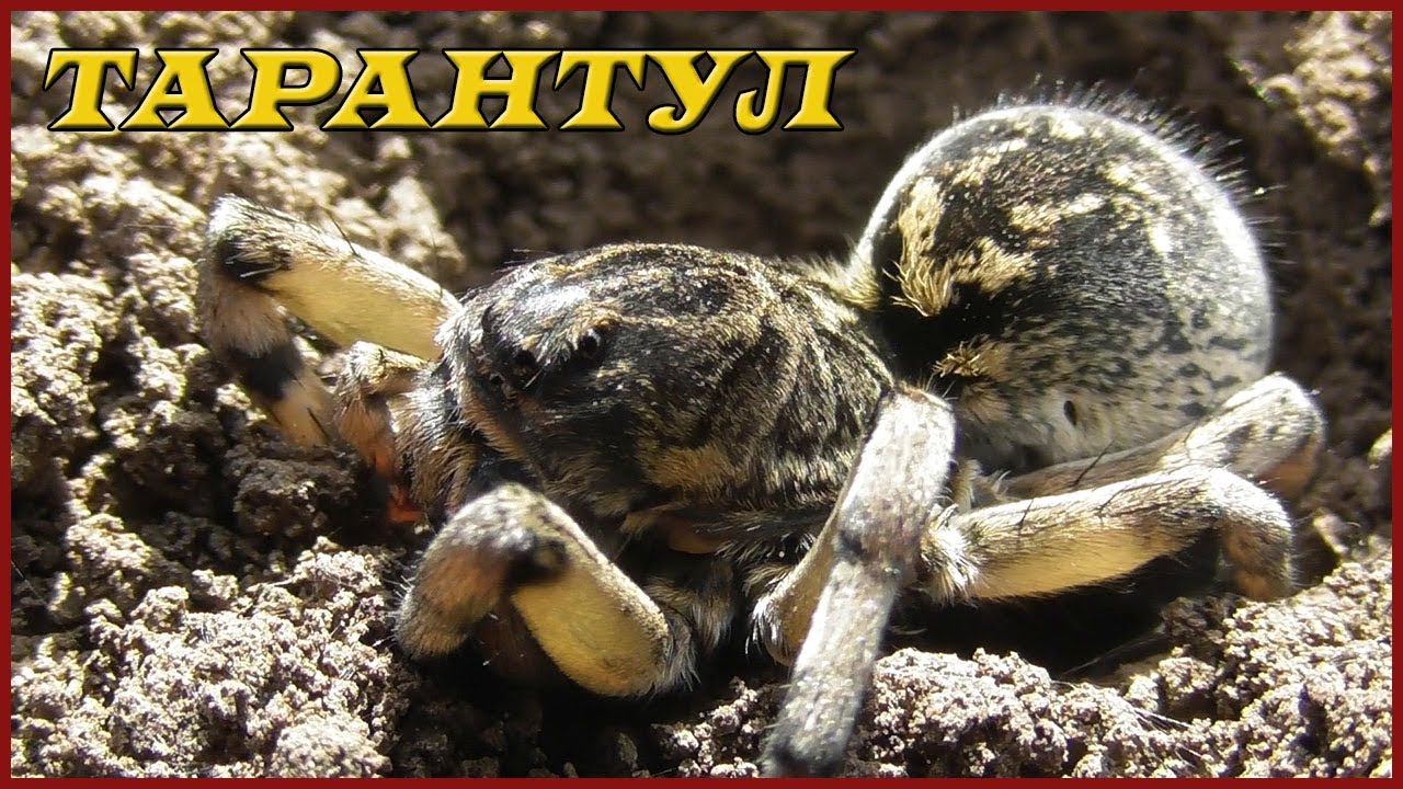 Тарантул Южнорусский (Мизгирь) / Tarantula