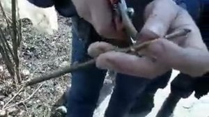 прививка сирени мастер класс.wmv