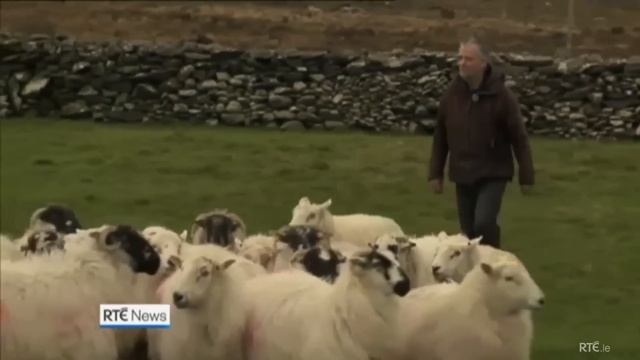 IRISH FARMER'S STRONG ACCENT IN COUNTY KERRY IRELAND - MISSING SHEEP смотреть онлайн