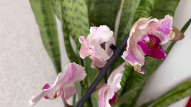новая❗️ОРХИДЕЯ фаленопсис БАБОЧКА в коллекции. ОБРАБОТКА  орхидеи Orchid Orchids Phalaenopsis