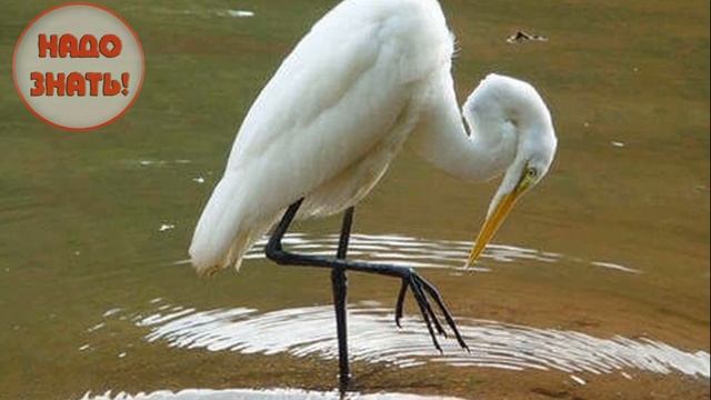 Почему цапля стоит на одной ноге? смотреть онлайн