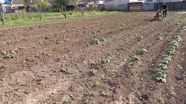 ЁЖИКИ-КОЛЮЧКИ для разрыхление почвы в меж рядке картофеля смотреть онлайн