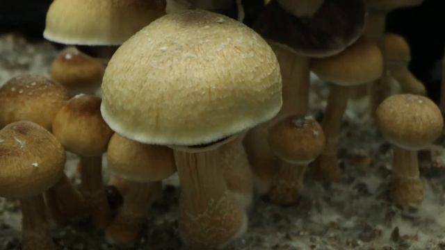 Mushroom, Mycelium, Petri Dish Time-Lapse Compilation