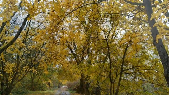 autumn mood leaves fall and raining calming effect video смотреть онлайн