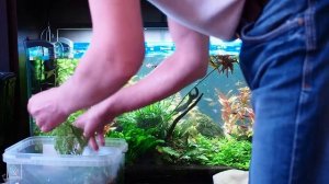 Стрижка, прополка и пересадка растений в аквариуме