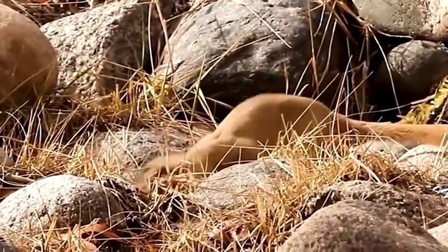 солонгой - занесен в Красную книгу, смотреть онлайн