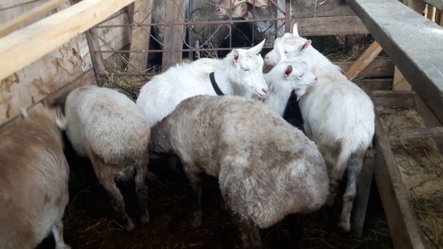 Выбрались из этого порода афганские ягнята уже создание 5 месяц баран смотреть онлайн