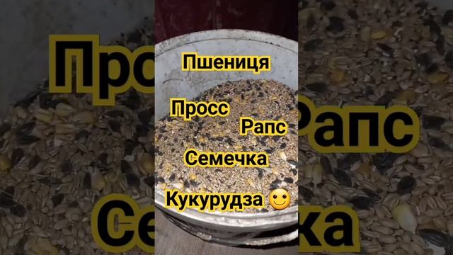 Рацион куриц??