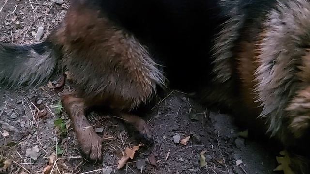 По России на Ниссан Сафари. #25 Двухдневный выезд на коп в поля станицы Натухаевская. смотреть онлайн