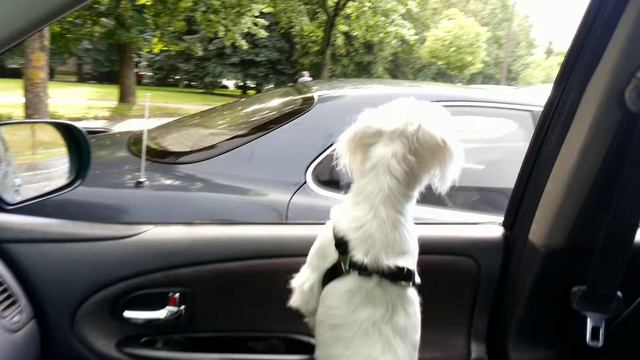 maltijskaya bolonka смотреть онлайн