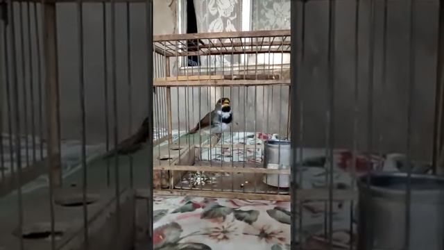 Canto de Corbata Amanecer смотреть онлайн