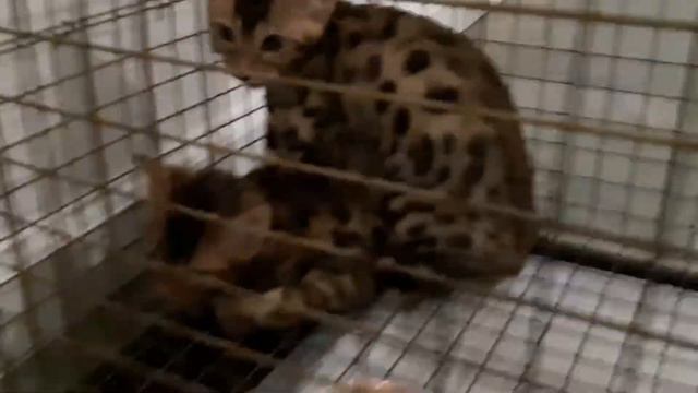 Приручаем Бенгальских кошек Первый день в доме смотреть онлайн