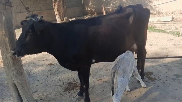 Мол бозор бозорда, бир дона мол чикибди, томом🤦♀️.