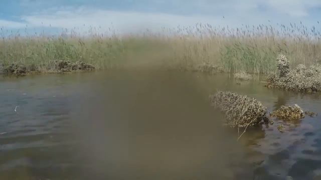 Ходулочник (Himantopus himantopus) топит нашу GoPro | Film Studio Aves смотреть онлайн