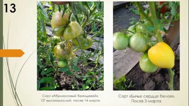 Итоги сезона 2023 по томатам. Фрагмент вебинара. Надежда Марценюк смотреть онлайн