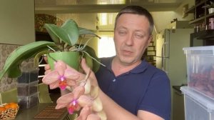 ОРХИДЕЯ фаленопсис КАЛЕЙДОСКОП Phalaenopsis Baldan's Kaleidoscope Golden Treasur