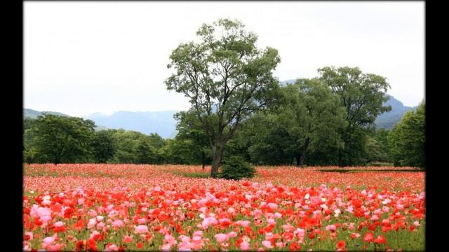 купить семена цветов почтой+ смотреть онлайн