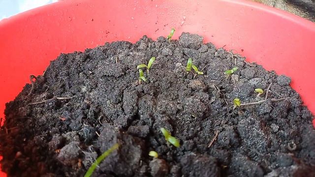 Всем доброе утро🏡Славянск 28 марта 2023 смотреть онлайн