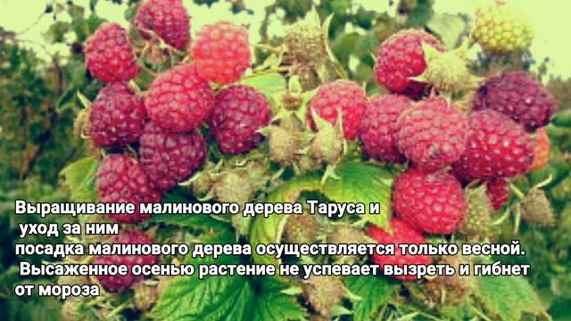 Малиновое дерево Таруса смотреть онлайн
