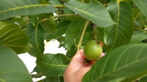 Джемете Анапа 06.2021 Последний день в Calypso all inclusive resort hotel.