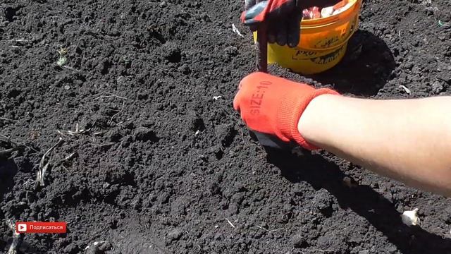 Посадка ЛУКА посреди ЛЕТА. Эксперимент. Выращивание лука дома смотреть онлайн