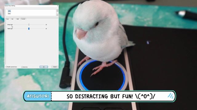 XP-PEN Deco Pro Review | Feat. The Parrotlets смотреть онлайн