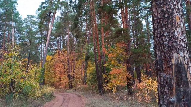 Интенсив бывать в лесу Тольятти | Центральный район | Вечер октября 2023 #тлт смотреть онлайн