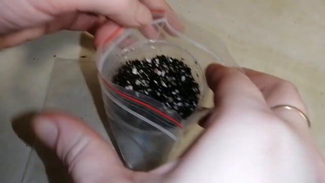 Посадка калибрахоа из семян смотреть онлайн