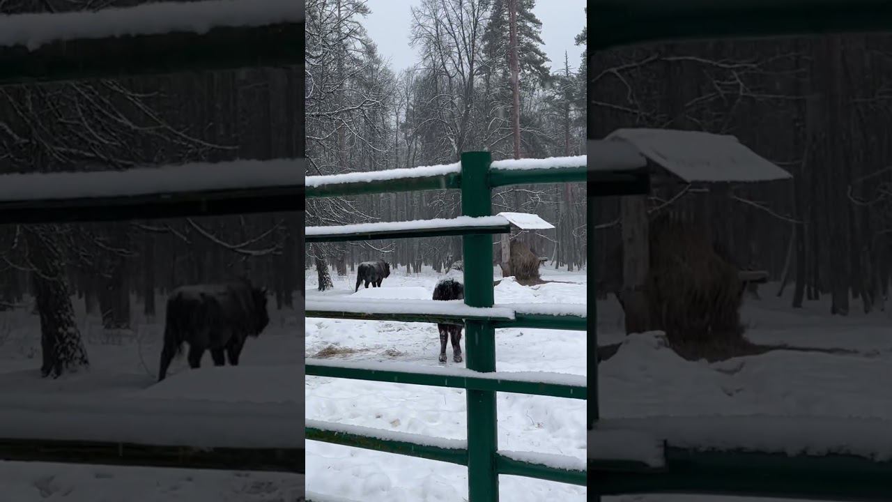Зубровый питомник / Приокско-Террасный заповедник / Зубры / Исчезающий вид смотреть онлайн