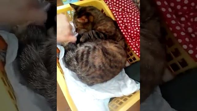 Кошка готовится к родам часть 1 смотреть онлайн