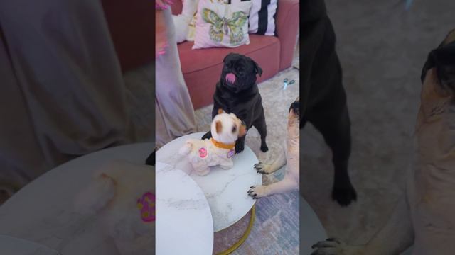 Теперь у нас 3 МОПСА … ?#мопс #мопсы #pug #shorts смотреть онлайн