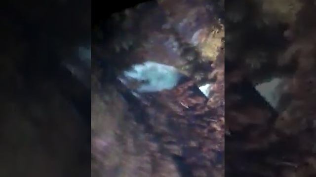 Blackfaun смотреть онлайн