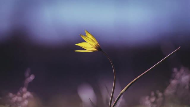 903. 🎼. «I Will Not Die» - Frank Duval feat. Ingrid Kup смотреть онлайн