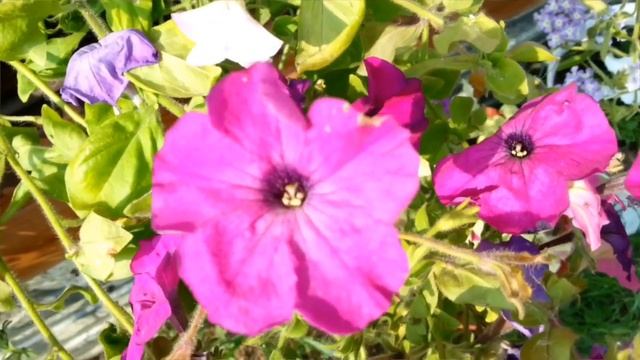 МОИ ПАРФЮМЫ | Flora by Gucci Gorgeous Gardenia смотреть онлайн