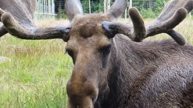 Звук лося, крик лося, рев лося | Moose Sound, Moose Cry, Moose Roar