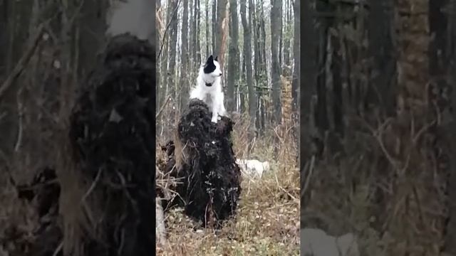 Собака пастух смотреть онлайн