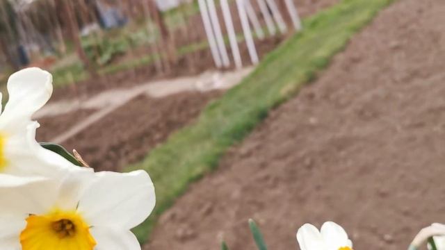 Narcissus Martha Washington, one of the most elegant and brightly coloured daffodils for gardens смотреть онлайн