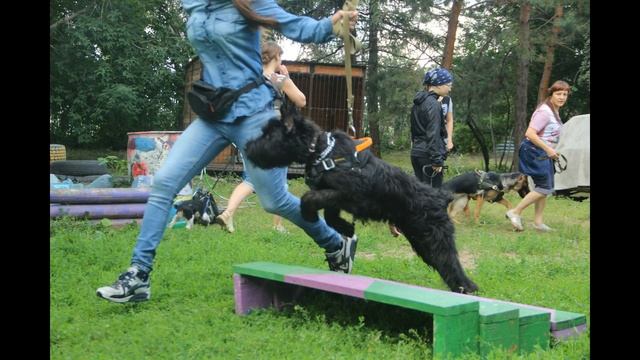 С Днем Рождения тебя, мой любимый ризеншнауцер! смотреть онлайн