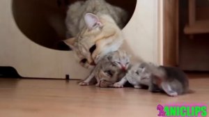 Какая заботливая мама и очаровательные детки зверушки   Очень милое видео про зверей