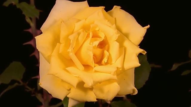 Yakuro  O2 record label -  Pink The Color Of Love